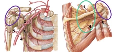 Tmsk Week Deltoid And Scapular Region Flashcards Quizlet