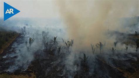 La Tierra Perdi Un Rea De Selva Equivalente A Un Campo De F Tbol Cada