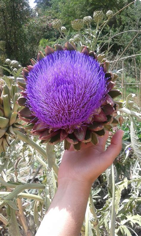 An artichoke flower | barcelonawildlife