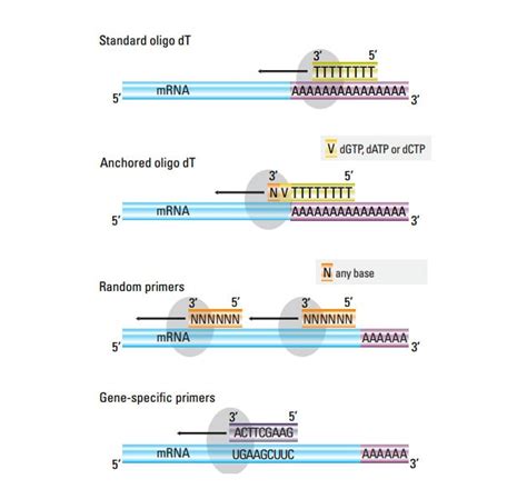 定量反轉錄 PCR RT qPCR 的基本原理 Thermo Fisher Scientific TW