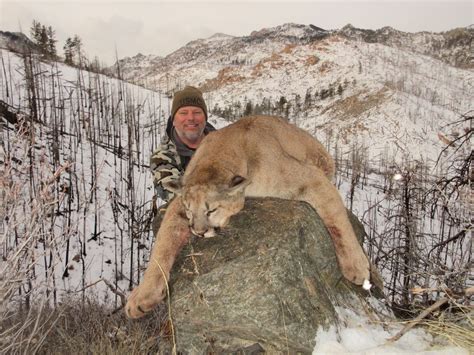 Mountain Lion Comanche Wilderness Outfitters