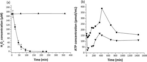 A Temporal Evolution Of H 2 O 2 Concentration In The Presence Download Scientific Diagram