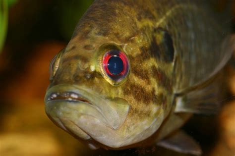 Warmouth Fishes Of The Upper Green River Ky · Inaturalist