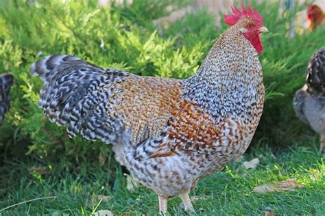 47 best Chicken breeds- German images on Pinterest | Chicken breeds ...