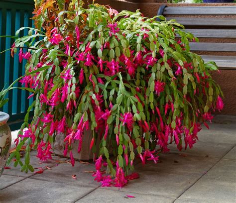 How To Care For A Christmas Cactus