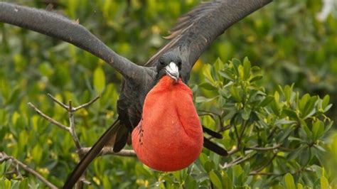 Weird Birds 10 Strange And Most Bizarre Species In The World