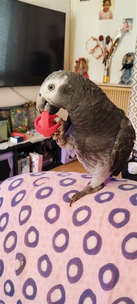 stl craigslist pets 7