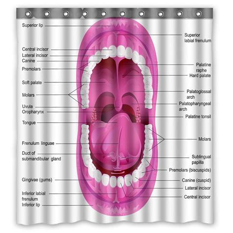 Human mouth, Diagram, Anatomy