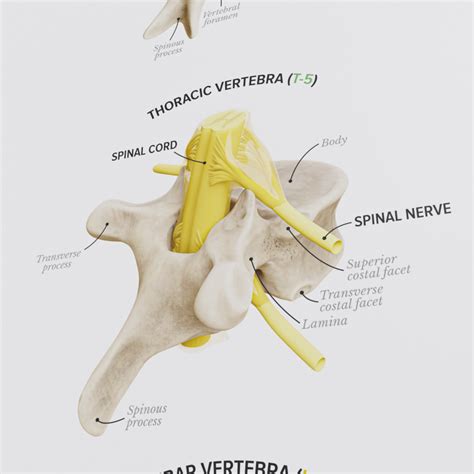 The Vertebral Column Poster Designed By Kirografiks