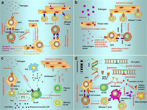 Frontiers Insights Into The Involvement Of Circular Rnas In