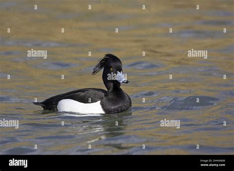 Tufted Duck Aythya Fuligula Male Swimming Radipole Lake RSPB Nature