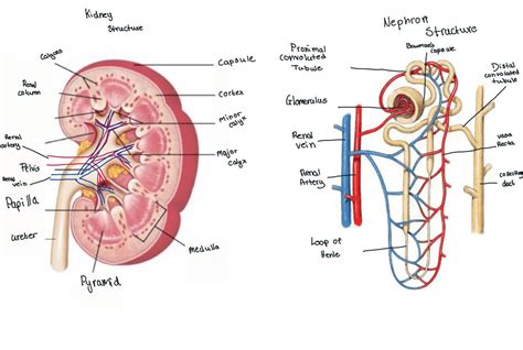 Kidney nephron anatomy vector illustration diagram scheme stock vector illustration of ...