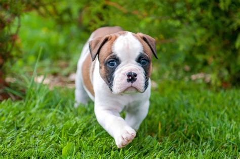 10 Best American Bulldog Breeders (2024): Our Top 10 Picks!