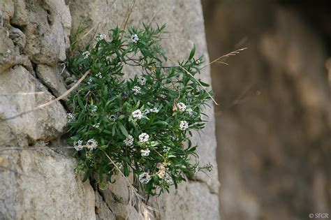 Seeds For Green Roofs: Lobularia maritima, Lobulaire maritime - Sweet ...