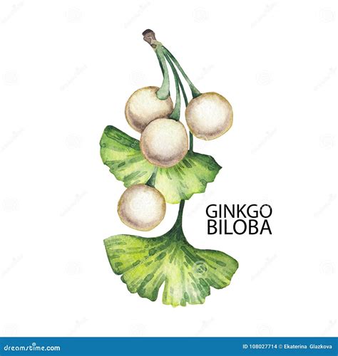 Ramas Del Biloba Del Ginkgo De La Acuarela Stock De Ilustraci N