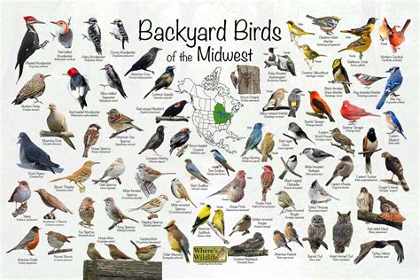 Backyard Birds of the Midwest / North America Bird - Etsy