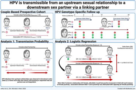 Epidemiology Of Genital Human Papillomavirus Infections In Sequential Male Sex Partners Of Young