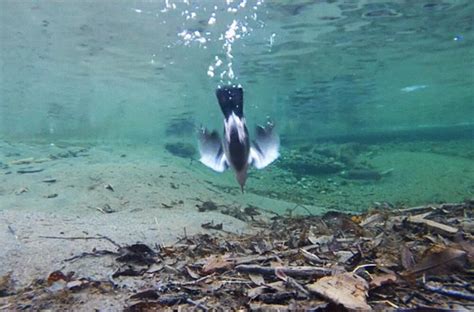 A Dipper Dives Audubon