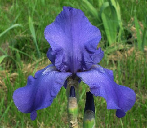 TB Iris Germanica Deep Space Tompkins 1961 Iris Deep Space