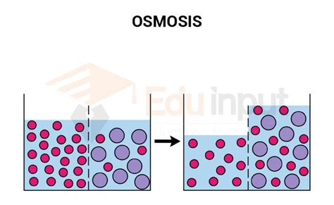 Osmosis Examples