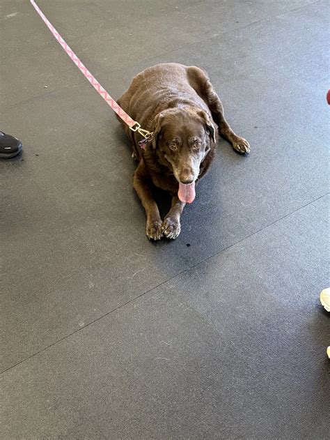 Posture in Pets : What it Reveals About Pain and Mobility — Aligned