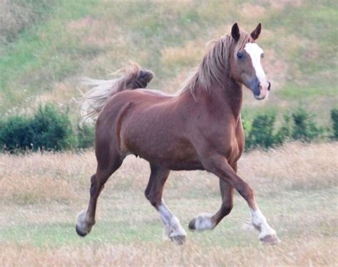 Taraco Stud Welsh Section D Mare Ribbon Welsh Pony Hackney Horse