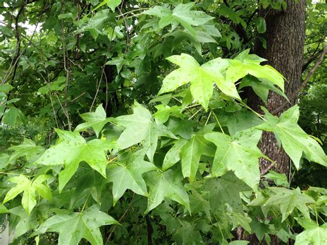 Sweet Gum's distinctive leaves are easy to spot | Sweet gum, Tree, Herbs