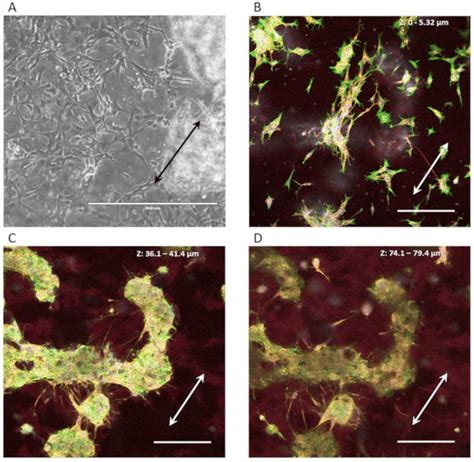 Aligned D Sh Sy Y Cell Cultures On Nanogrooved Substrates A Sh Sy Y