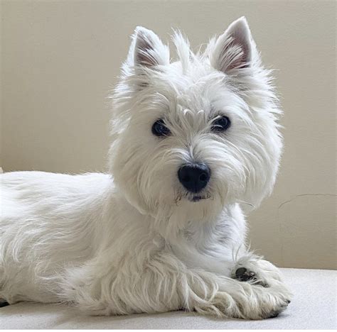 About How Much Does A Mature Male West Highland White Terrier Weight at ...