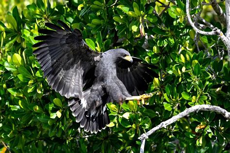 Common Black Hawk Birdforum