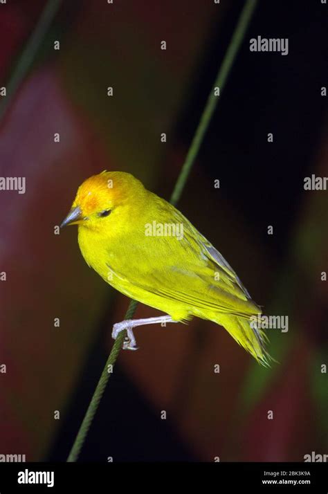 Saffron Or Yellow Green Finch Sicalis Flaveola Stock Photo Alamy