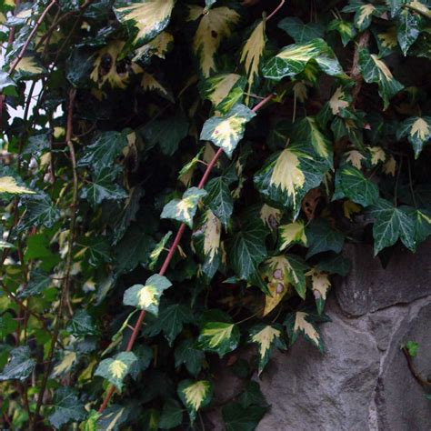 Hedera Helix Variegata Humphris Nursery