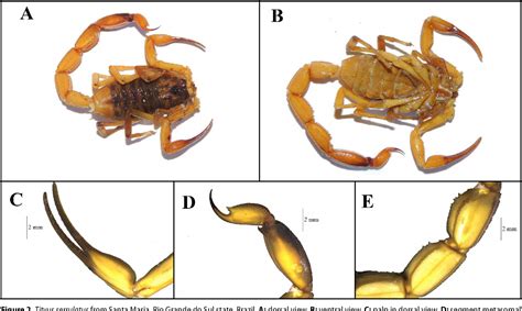 Figure 1 from New record and occurrence map of Tityus serrulatus Lutz ...