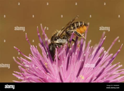 Natural Closeup On A Female Leacutter Solitary Bee Megachile Drinking