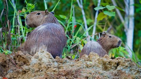 Parque Nacional Del Manu El Parque Natural Con Más Biodiversidad Del