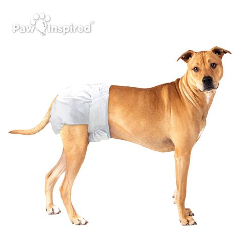 how to put on dog diapers