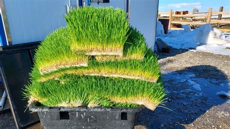 Hydroponic Fodder Revolutionizing Cattle Feed In The Western United