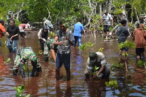 Jaga Ekosistem Alam Tni Bersama Mahasiswa Di Jayapura Tanam