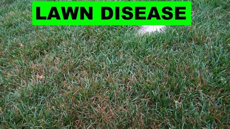 Preventing And Fighting Lawn Diseases Brown Spots In Lawn Artofit