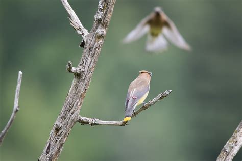 Free Images Nature Branch Wing Flower Wildlife Beak Fauna Twig