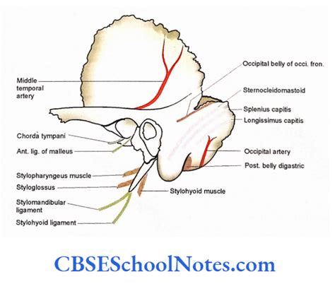 Bones Of The Skull Notes Cbse School Notes