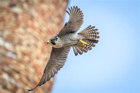 Herts And Middlesex Wildlife Trust Hmwtbadger Twitter