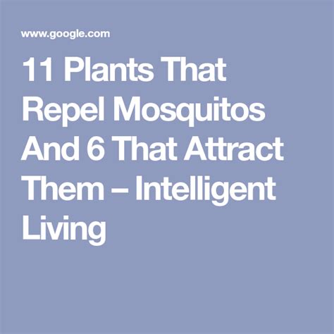 11 Plants That Repel Mosquitoes And 6 That Attract Them Mosquito