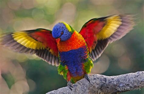 "THE MATING DANCE RAINBOW LORIKEET QLD AUSTRALIA" by DIZZYHEIGHTS | Redbubble