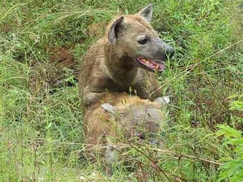 Hyena Mating YouTube