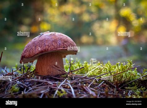 Big Porcini Mushroom Grow In Autumn Forest Royal Cep Mushrooms Food