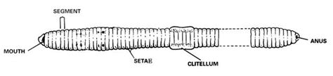 earthworm dissection