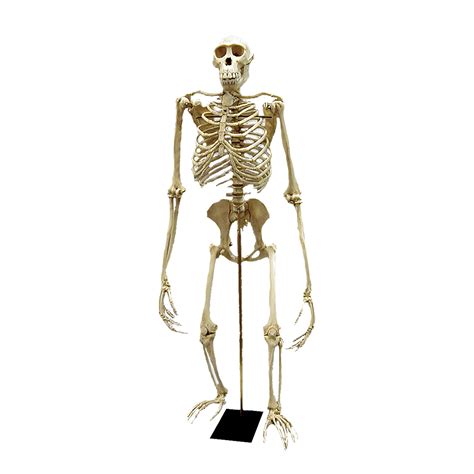 Replica Bonobo Skeleton Bipedal For Sale Skulls Unlimited