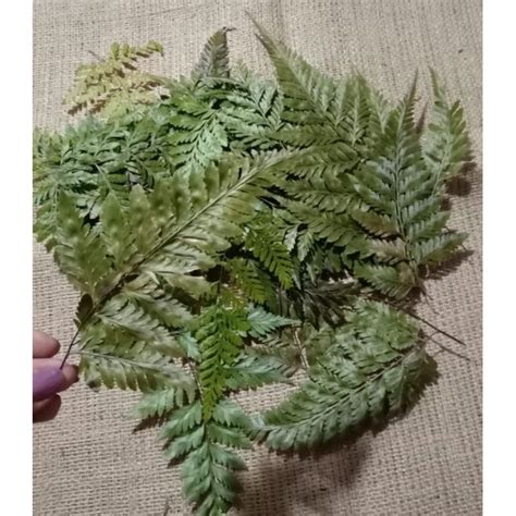 Jual Daun Pakis Kering Dried Pakis Natural Per Helai Shopee Indonesia