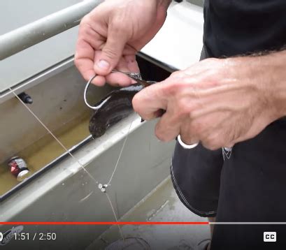 How To Rig Up Bullheads For Flathead Catfish Bait Team Catfish